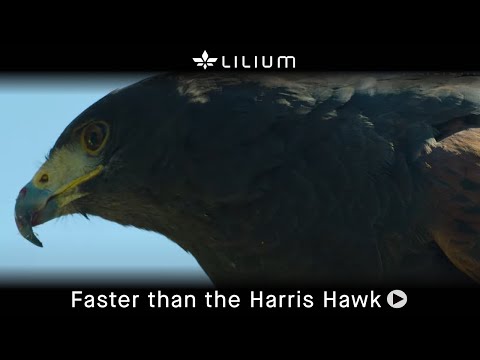 Faster than the Harris Hawk | Lilium