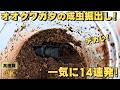 オオクワガタ成虫の掘り出し14連発！羽化したオオクワの成虫を一挙に14匹掘り出していきます！