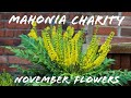 Mahonia x media charity plante novembre fleurs arbuste  feuilles persistantes automne hiver jardin