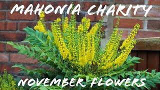 Mahonia X Media Charity plant November flowers evergreen shrub Autumn Winter garden