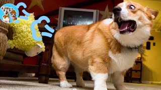 Cats And Dogs 2023 🐱🐶 | Funniest Dogs And Cats Fart Reaction | Furry Buddy