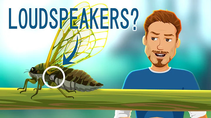 How cicadas makes an extreme sound - life cycle of a cicada facts - DayDayNews