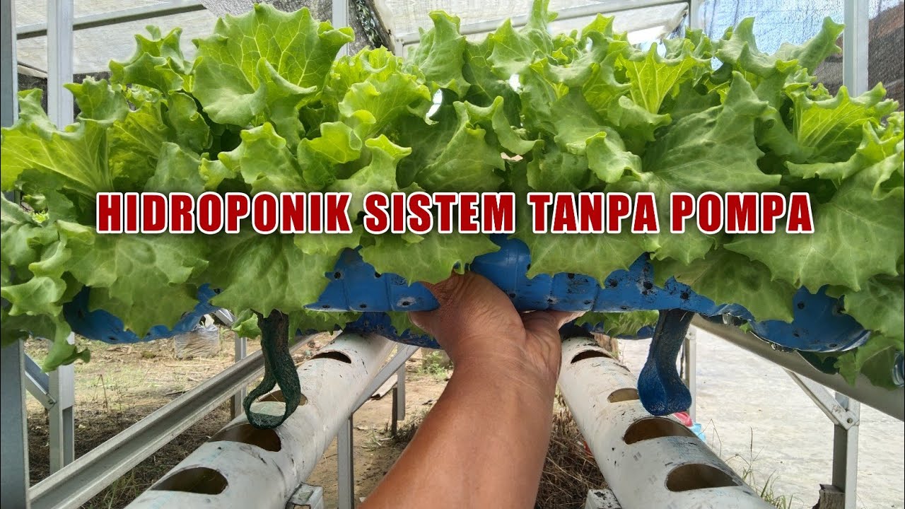 Cara menanam selada caipira hidroponik sistem irigasi kapiler
