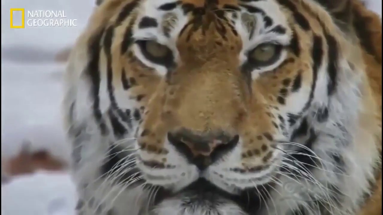 Siberian Tiger - 
