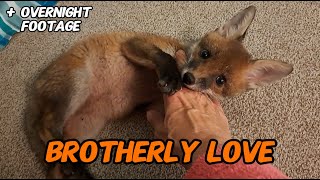 These little cuties  #wildlife #fox #cuteanimals #cute #viral #vlog #fyp #mylife #playtime playt