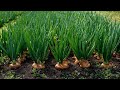 Amazing Onion Farming and Harvesting Techniques - Amazing Onion Cultivation