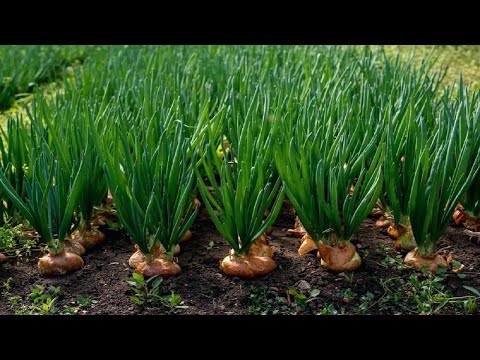 Video: Aflatunlök - användbara egenskaper, applicering, odling
