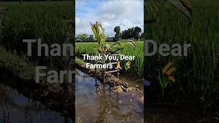 Thank You, Dear Farmers 🙏🌾 #ThankYouFarmers #FarmersLife #AgricultureHeroes #RespectFarmers #Growing