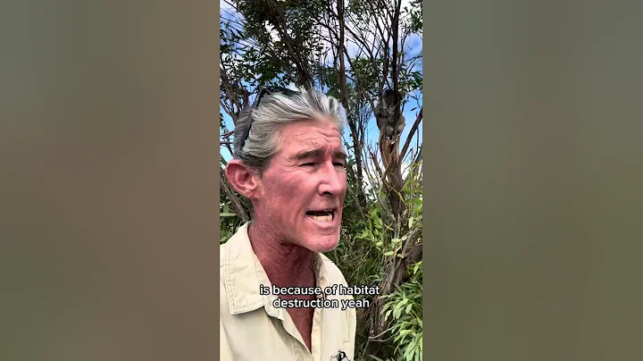 Close encounter with a Drop Bear.