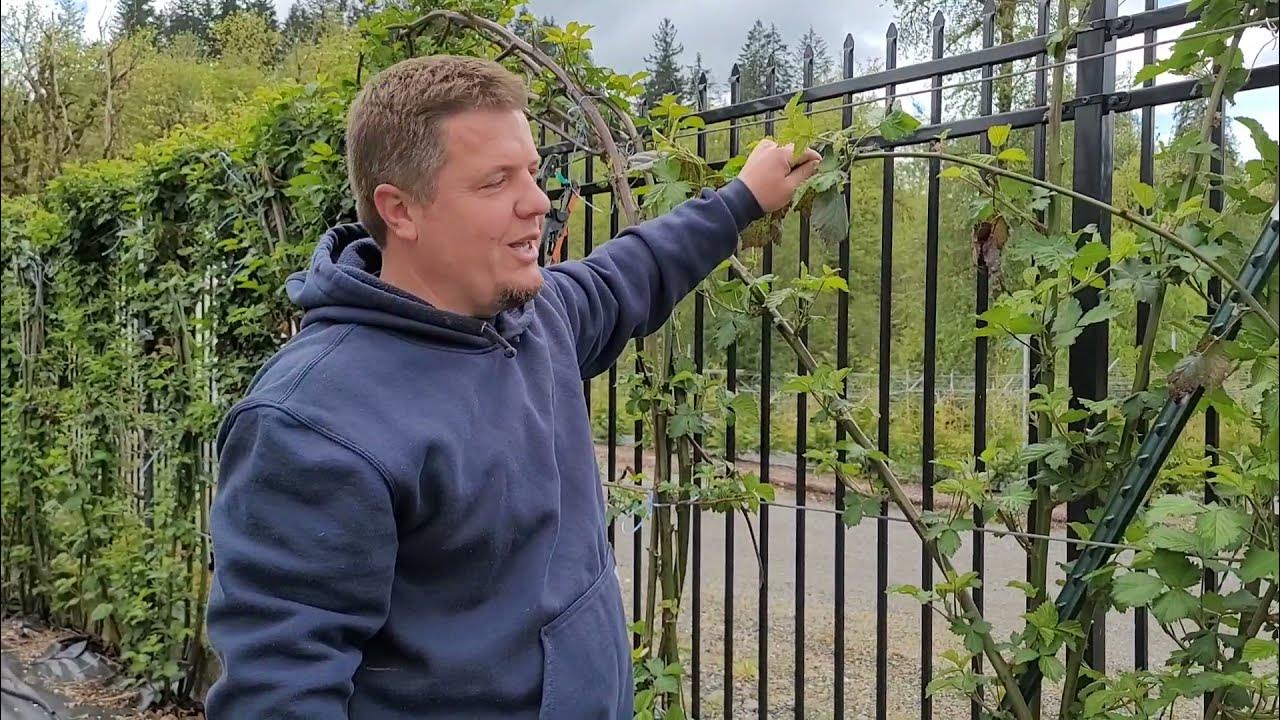 How To Prune BLACKBERRIES For Better Harvests, When to Prune Blackberry