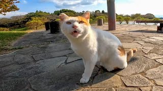 いつもの東屋で誰か来るのを待っている野良猫が可愛過ぎる