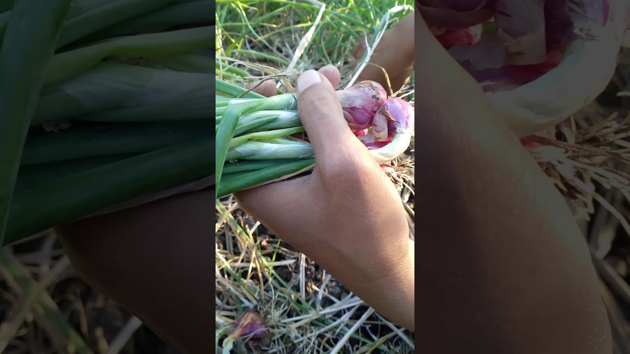 Cara panen bawang merah 