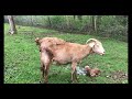 Live Goat Birth, I Only Want To Be With You Cover