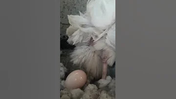 كيف تبيض الدجاجه 