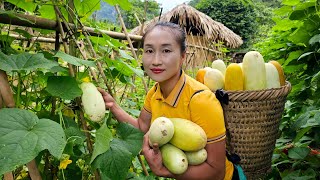 Harvest melon garden goes to the market sell  Animal care | Ly Thi Tam