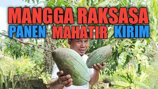 Panen Dan Kirim Mangga Raksasa Mangga Mahatir