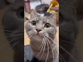 【きゅん死案件】この猫...女子力高すぎた...#猫 #マンチカン #shorts