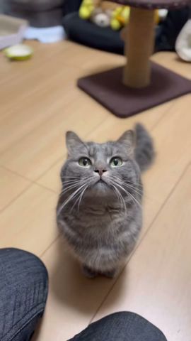 【きゅん死案件】この猫...女子力高すぎた...#猫 #マンチカン #shorts