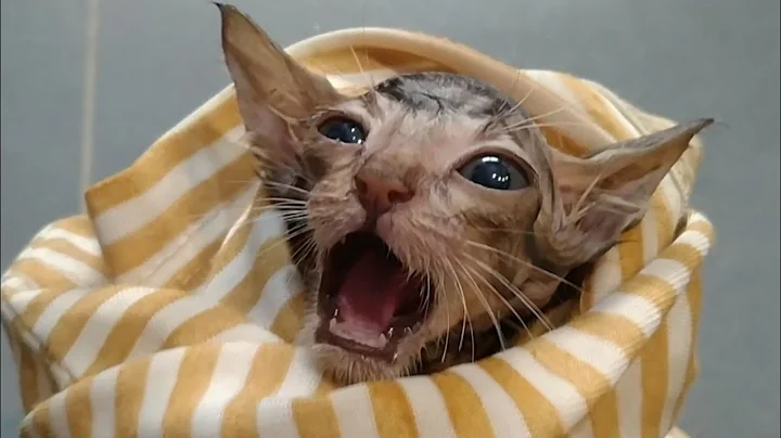 Watch the video about Rescue Kitten HATES Bath Time! Soothing Bottle Feeding to the Rescue