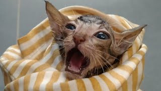 Rescue Kitten HATES Bath Time! Soothing Bottle Feeding to the Rescue