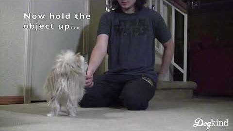 Teach your dog to target objects (Boop training!)