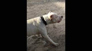 Dogo Argentino vs French Mastiff  Simmba ko French Mastiff se Mila diya