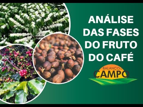 Análise das fases do fruto do café