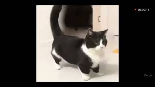 ШАБЛОН ДЛЯ МЕМА КОТ ТУН ТУН ТУН ТУН #meme #memes #cat #cats #tiktok #youtube