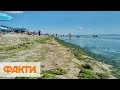 Пляжи Бердянска покрыло слоем водорослей