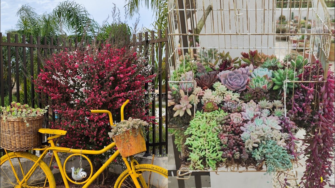 ALGUMAS LINDEZAS DO MEU JANDIM E MINHA ÉRICA JAPONICA (Japonesa)