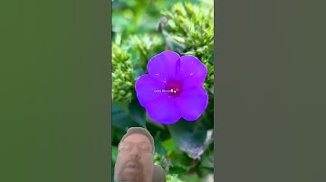 check this flower out and of course took the channel out too#shortvideos