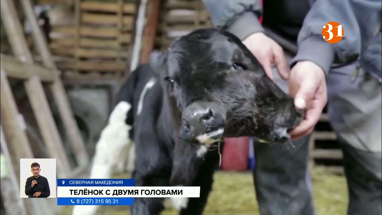 двухголовый ягнёнок кунсткамера. теленок рожденный с двуглавым. двуглавый теленок. двухголовый теленок в чернобыле. двуглавый теленок.