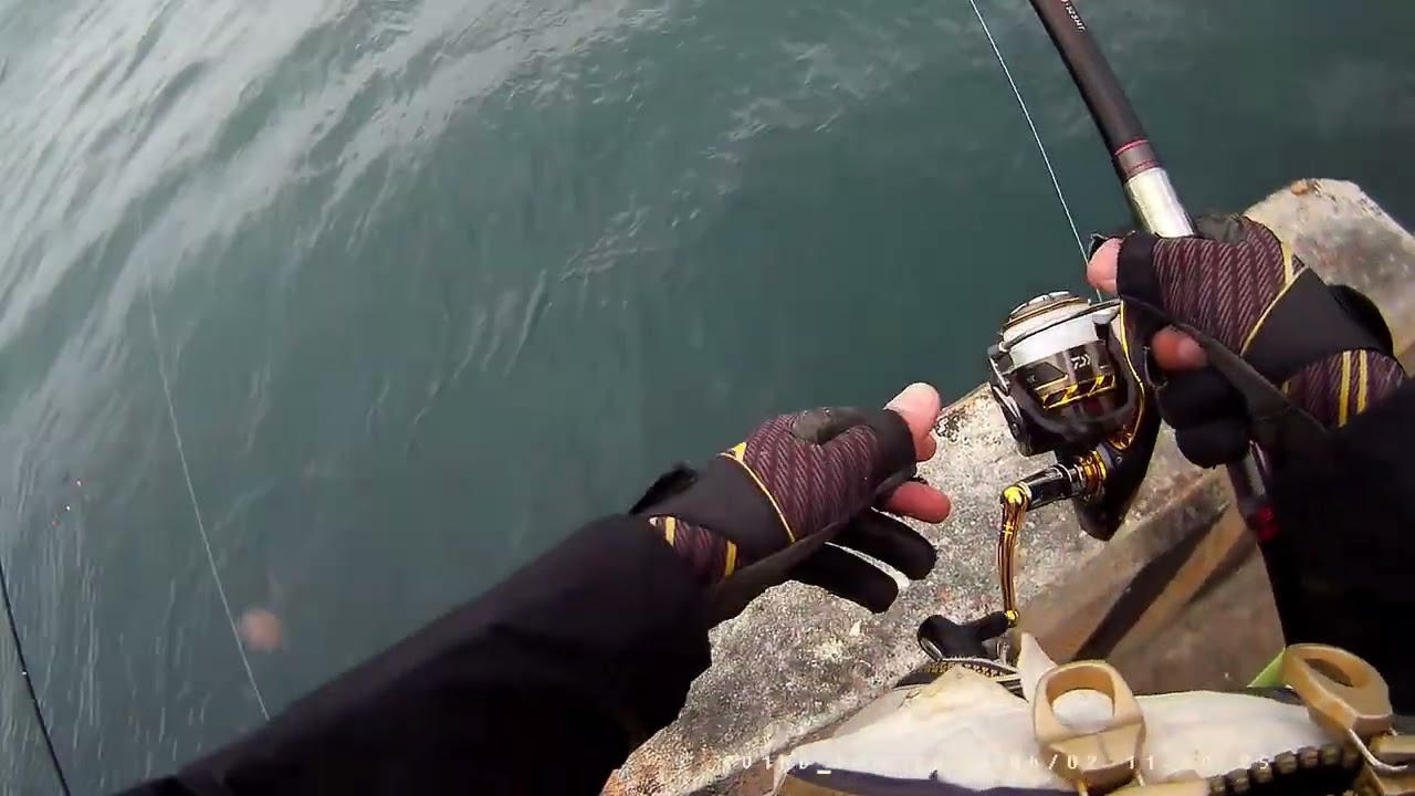 澎湖釣遊山水漁港 48L冰箱爆桶 #烏魚#臭肚#磯釣#fishing