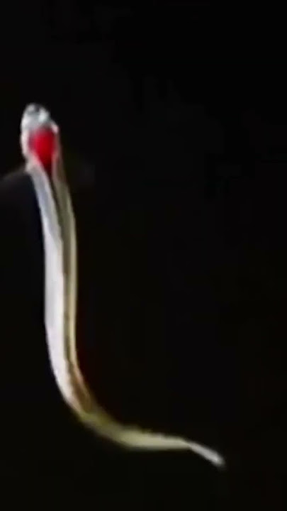 ikan candiru ikan kecil yang suka masuk ke kelamin manusia 😱#shorts