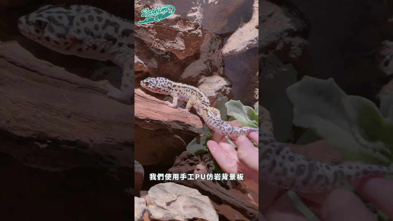 【思皮特|原生智慧生態缸】飼養寵物你追求的是什麼?收藏?欣賞?陪伴?不管是基於什麼樣的緣由,我們都該為將一生獻給我們的寵物多做點什麼。更多訊息傳送門→https://a-in.com.tw/1aLZR 縮圖