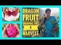 Dragon fruit growing tips& harvest/డ్రాగన్ ఫ్రూట్ని ఇంట్లోనే సులువుగా పండించవచ్చు #madgardener #tips