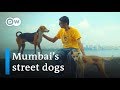 Mumbais street dogs get some lovin  dw stories