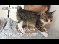 【保護２日目】保護した仔猫の好き好きアピールが可愛すぎる