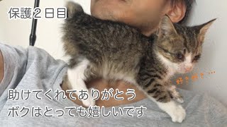 【保護日目】保護した仔猫の好き好きアピールが可愛すぎる