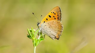Small Copper Butterfly