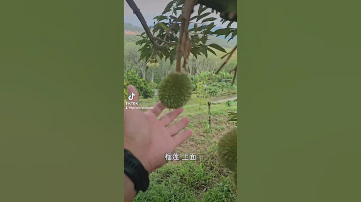 把弯型的果修掉只留圆形的榴莲A果 #durian #musangking #fruit - 天天要闻