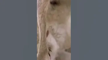 Вот так рожает кенгуру  #Shorts