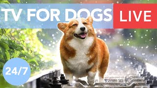 TV for Dogs! Chill Your Dog Out with this 24/7 TV and Music Playlist!