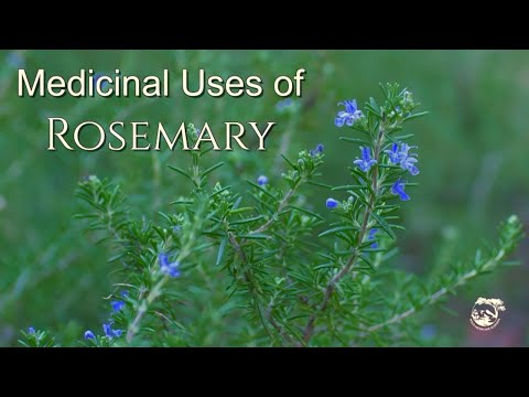 Video: Medicinal Properties Of Wild Rosemary