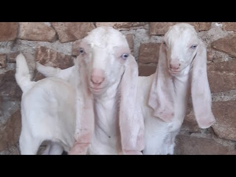 most-funny-and-cut-baby-goat-videos-compilation