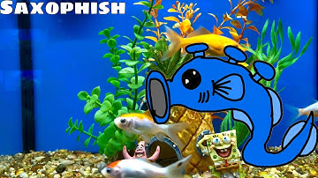 Saxophish - Floral Hills Regrown