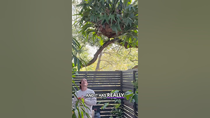 GIANT Staghorn Fern Thrives in New Shady Home!