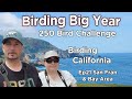 Birding big year 250 bird challenge in california san francisco bay area ep21