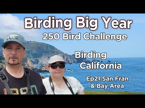 Video: Birding and Bird Watching in San Francisco Bay Area