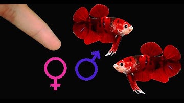 ✅Cách phân biệt cá betta trống mái cho anh em mới chơi.